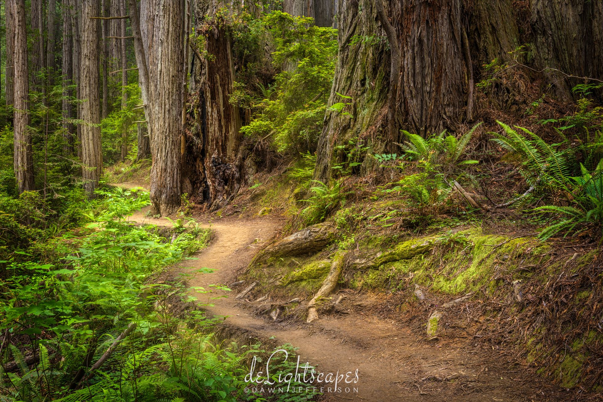 Redwood National Park - Giant ferns and goliath Redwood trees make Redwoods National Park a must visit place at least once in a lifetime. by Dawn Jefferson