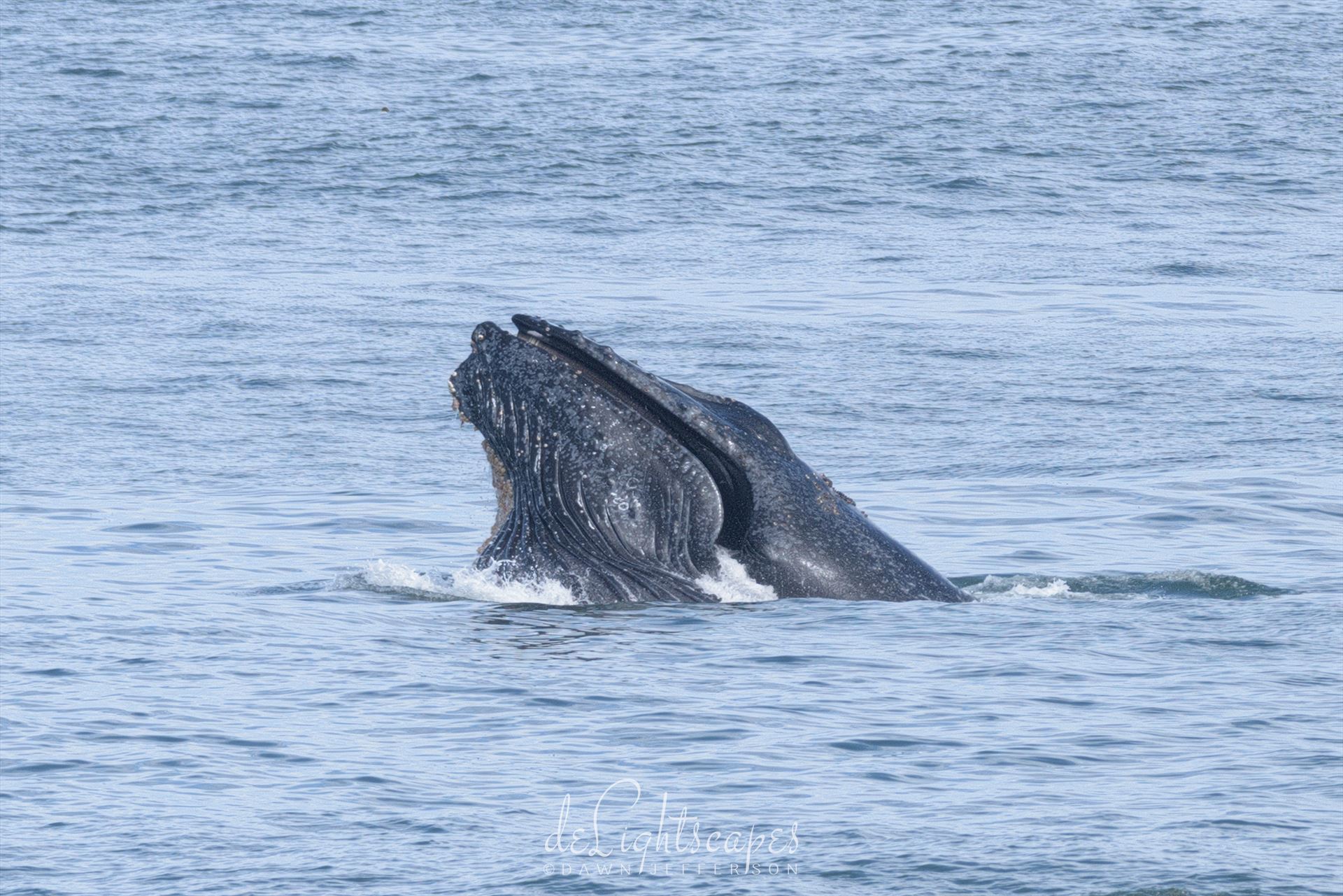 Humpback Whales Lunge Feeding 4 -  by Dawn Jefferson