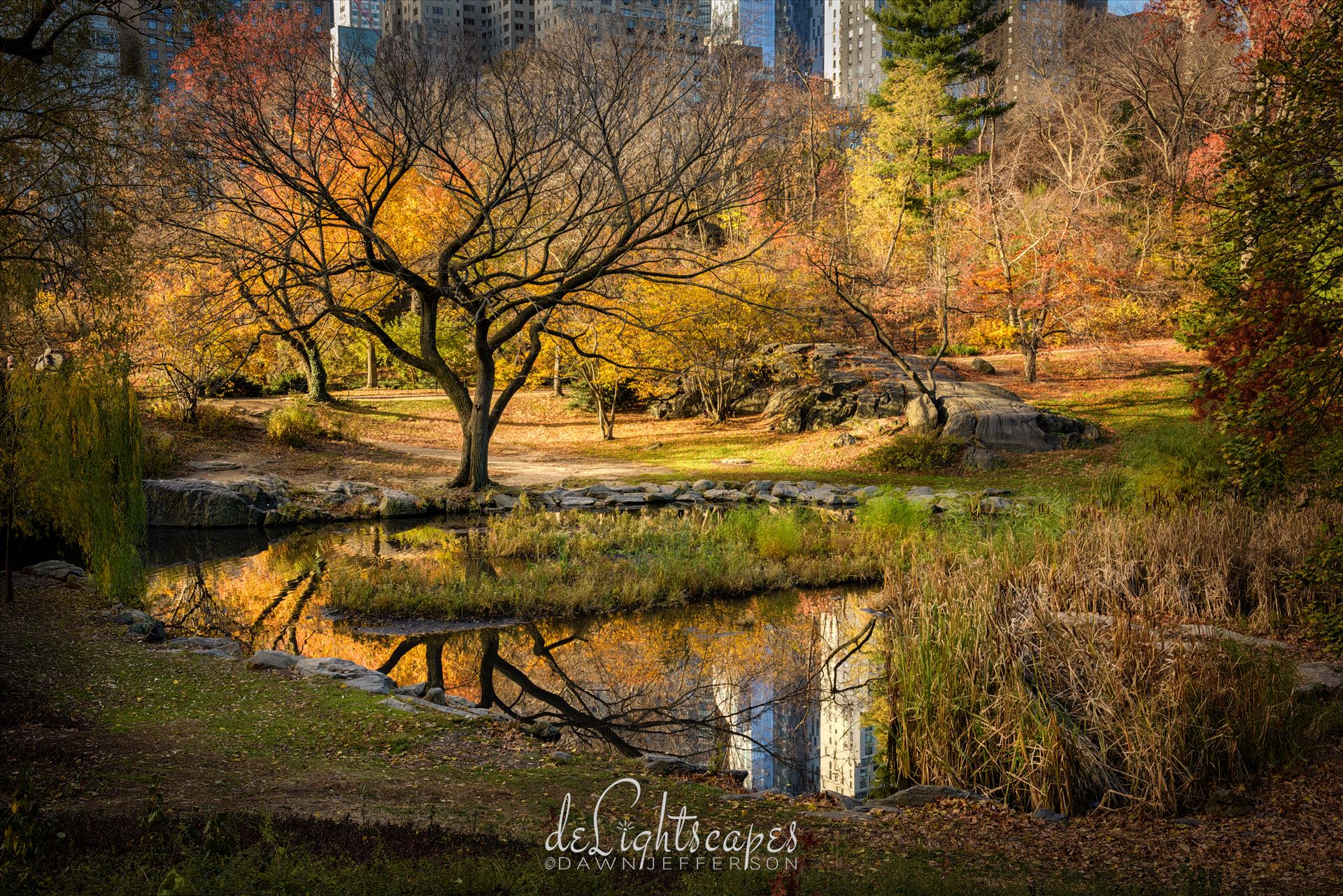Central Park Autumn Reflections -  by Dawn Jefferson