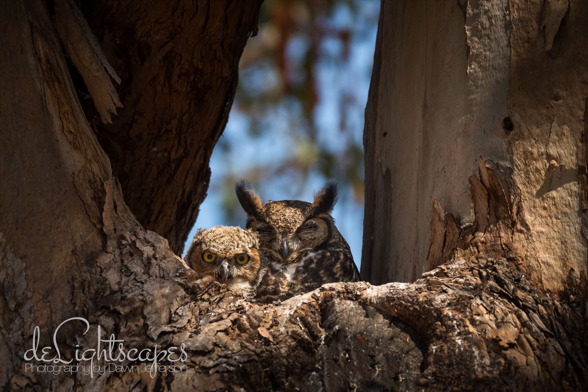 Great Horned Owlet and Napping Mother -  by Dawn Jefferson