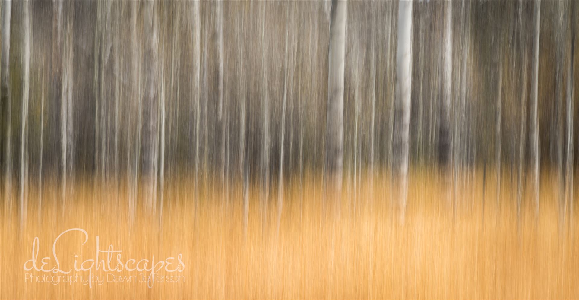 Bare Aspen - Intentional Camera Movement (ICM) - purposeful movement of the camera while the shutter is open causing intentional blurring of your subject. This is one of my favorite techniques for making dreamy abstracts. by Dawn Jefferson