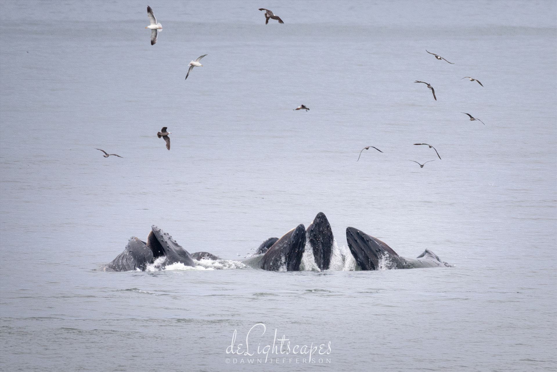 Humpback Whales Lunge Feeding 6 -  by Dawn Jefferson