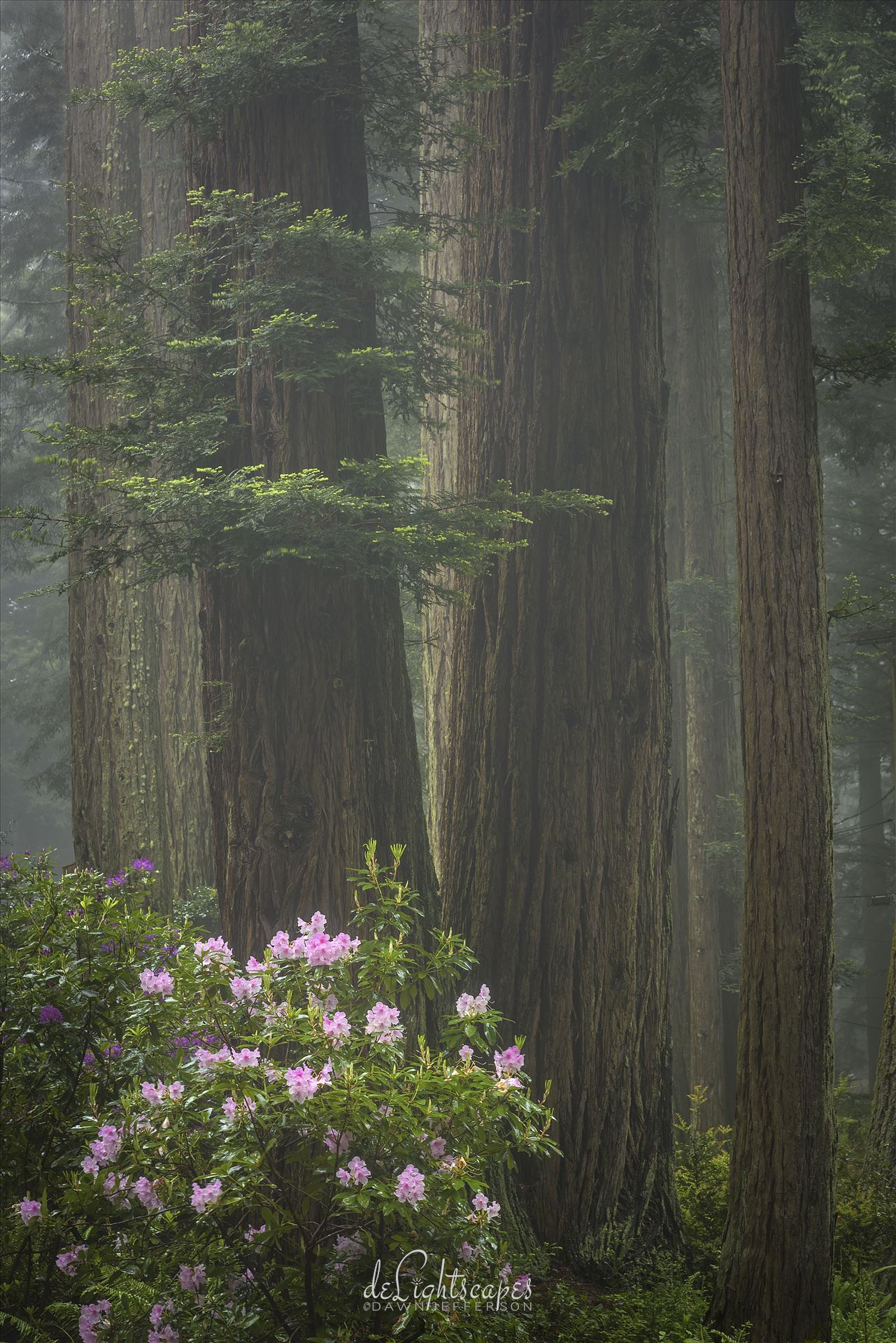 Redwoods and Rhododendrons - Rhododendrons amongst the redwoods wrapped in a layer of fog. by Dawn Jefferson