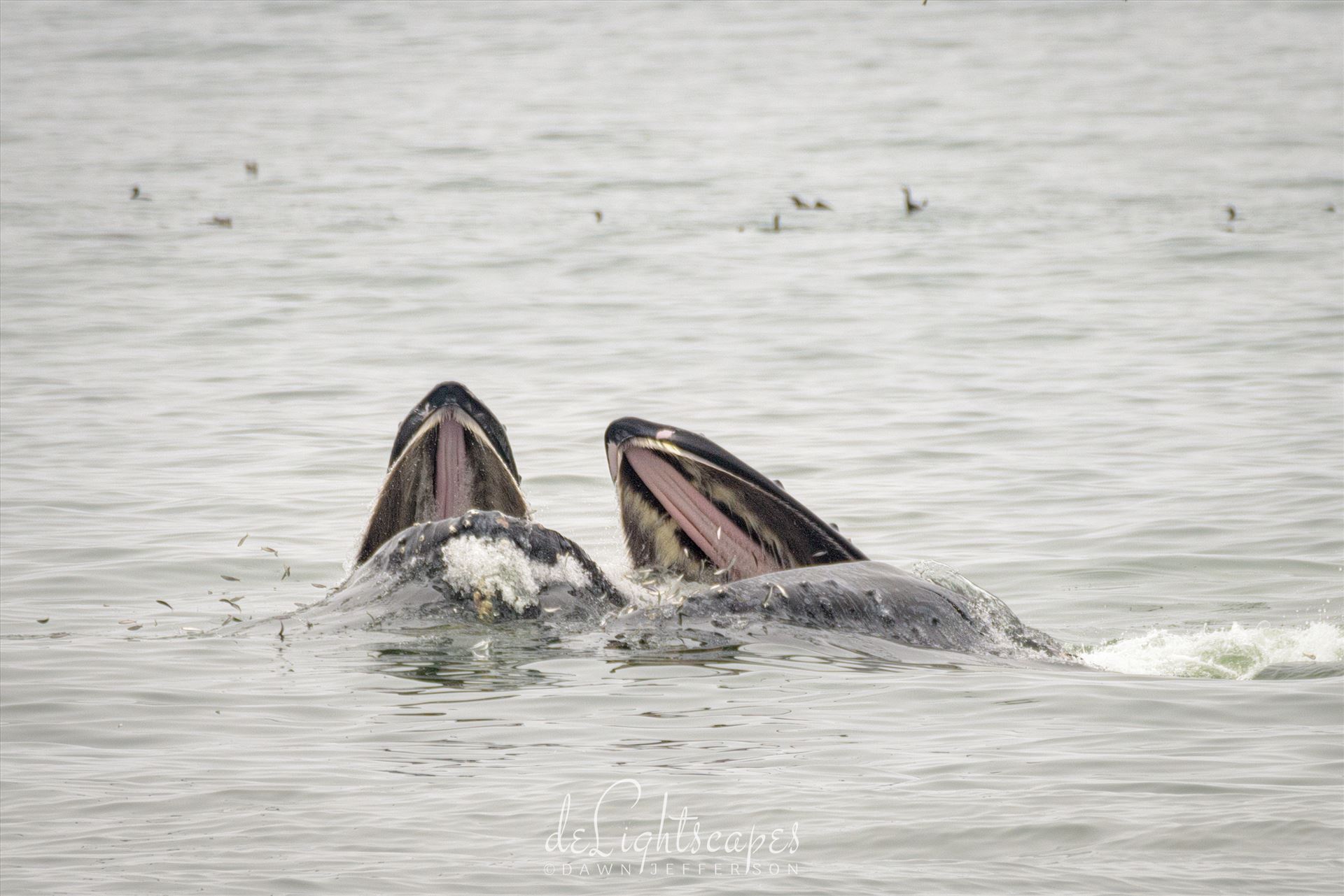 Mother and Baby Humpback Whales Feeding -  by Dawn Jefferson