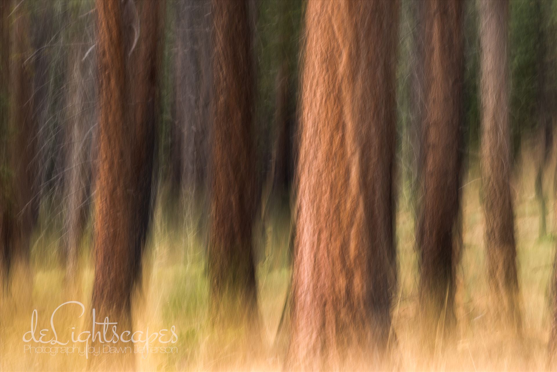 Pining - Pine trees in Tahoe using Intentional Camera Movement (ICM- purposeful movement of the camera while the shutter is open causing intentional blurring of your subject.) This is one of my favorite techniques for making dreamy abstracts. by Dawn Jefferson