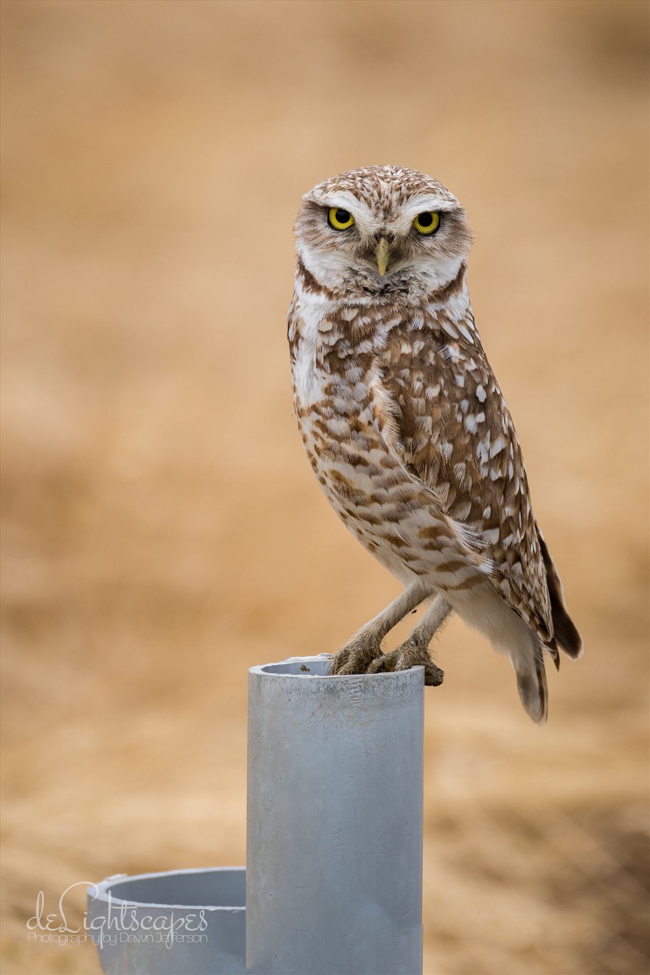 Burrowing Owl -  by Dawn Jefferson