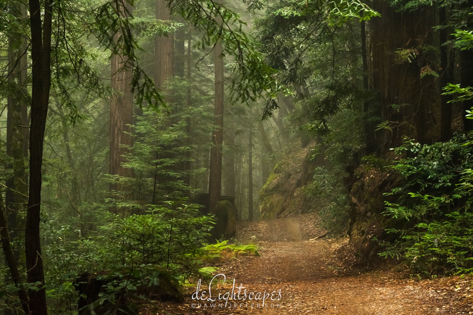 Path Through the Trees -  by Dawn Jefferson