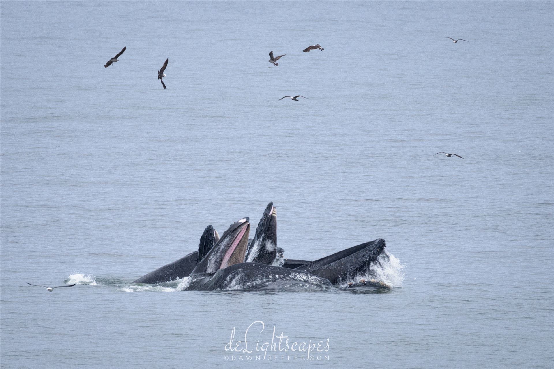 Humpback Whales Lunge Feeding 1 -  by Dawn Jefferson