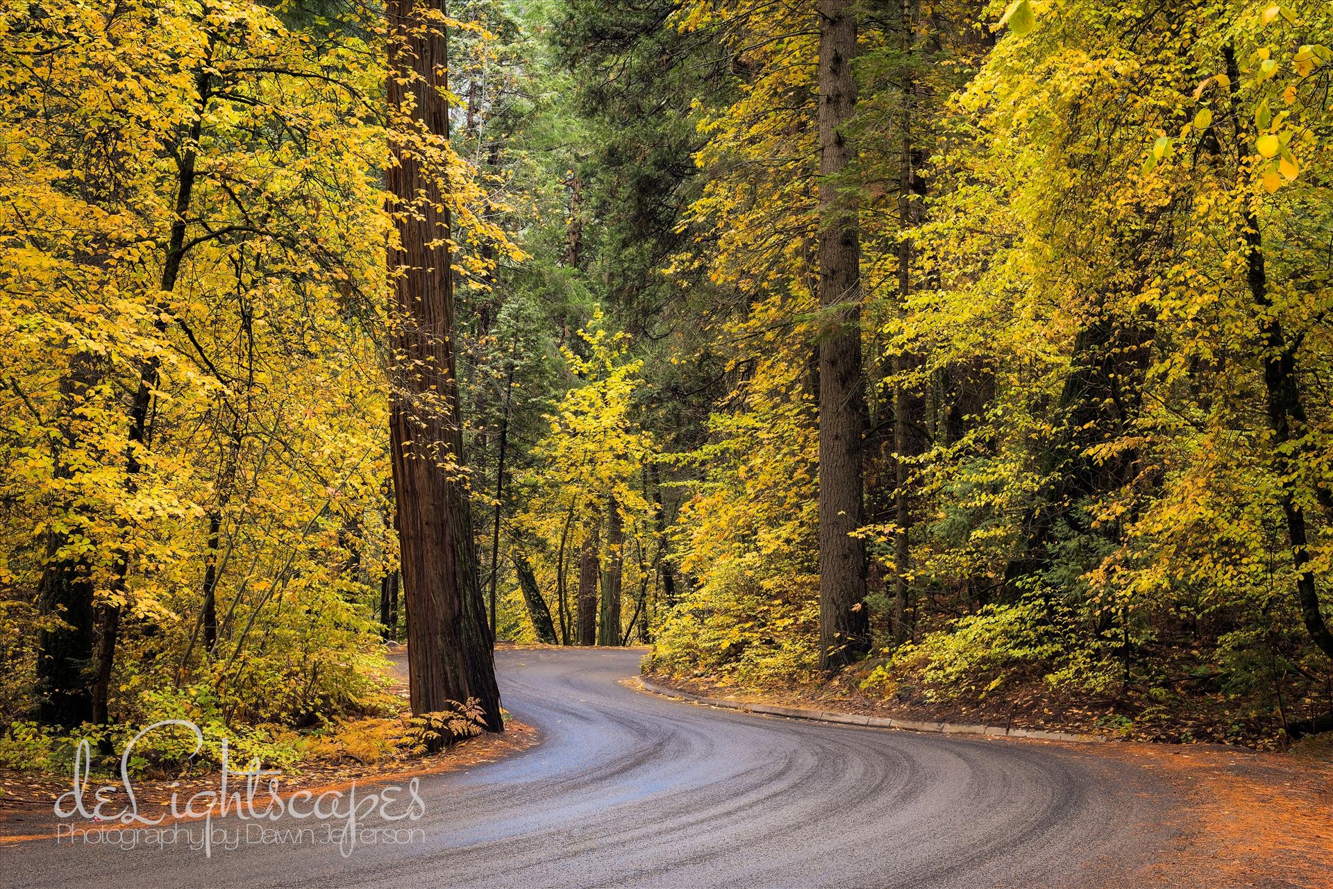 The Fall Road -  by Dawn Jefferson