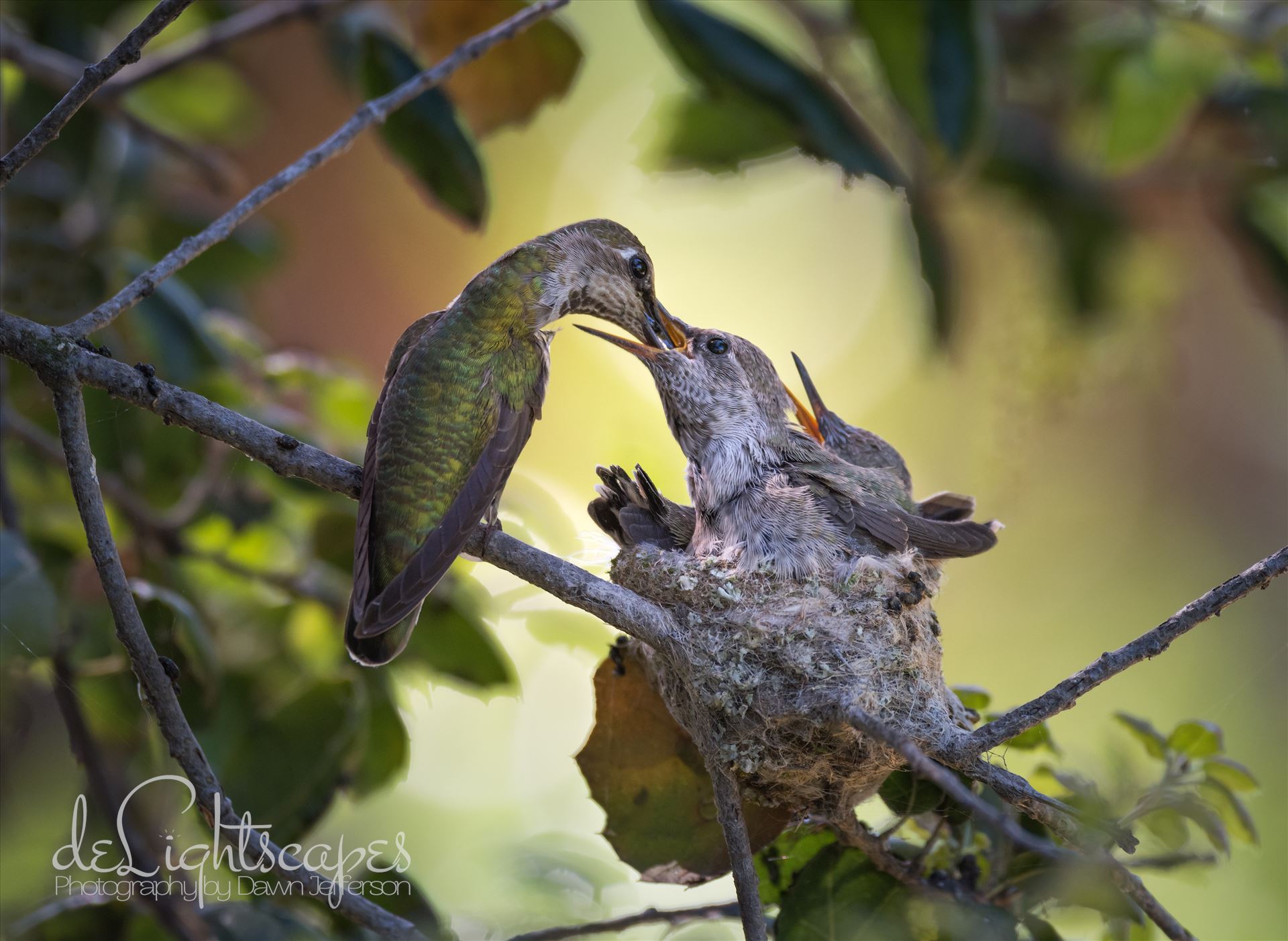 The Feeding -  by Dawn Jefferson