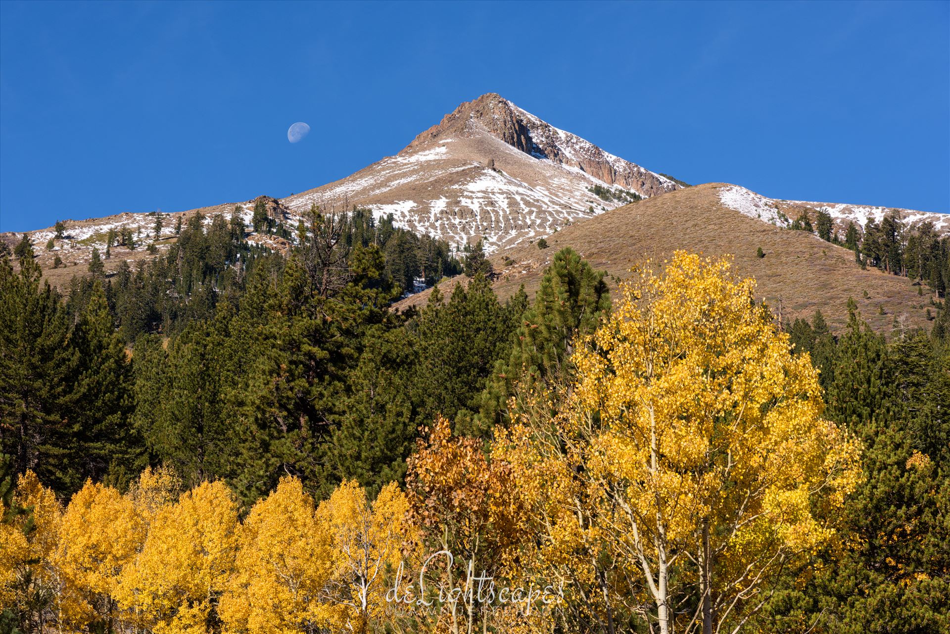 Fall Moon - Eastern Sierra fall foliage and the moon. by Dawn Jefferson