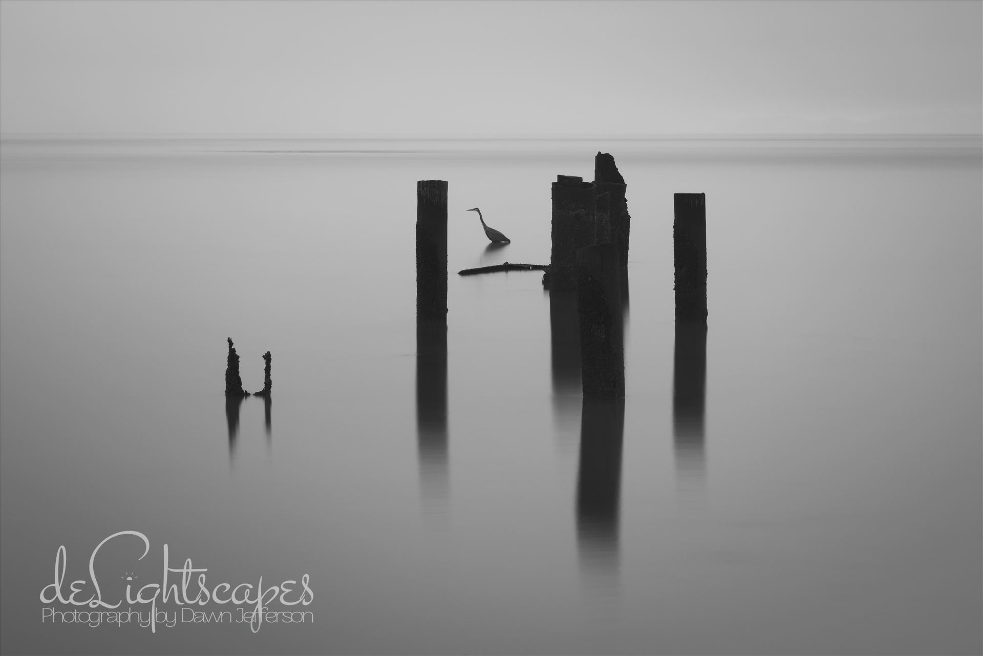Thirty Seconds of Stillness - This is a thirty second exposure in the which the hunting heron stood completely still focused on his fishing. by Dawn Jefferson
