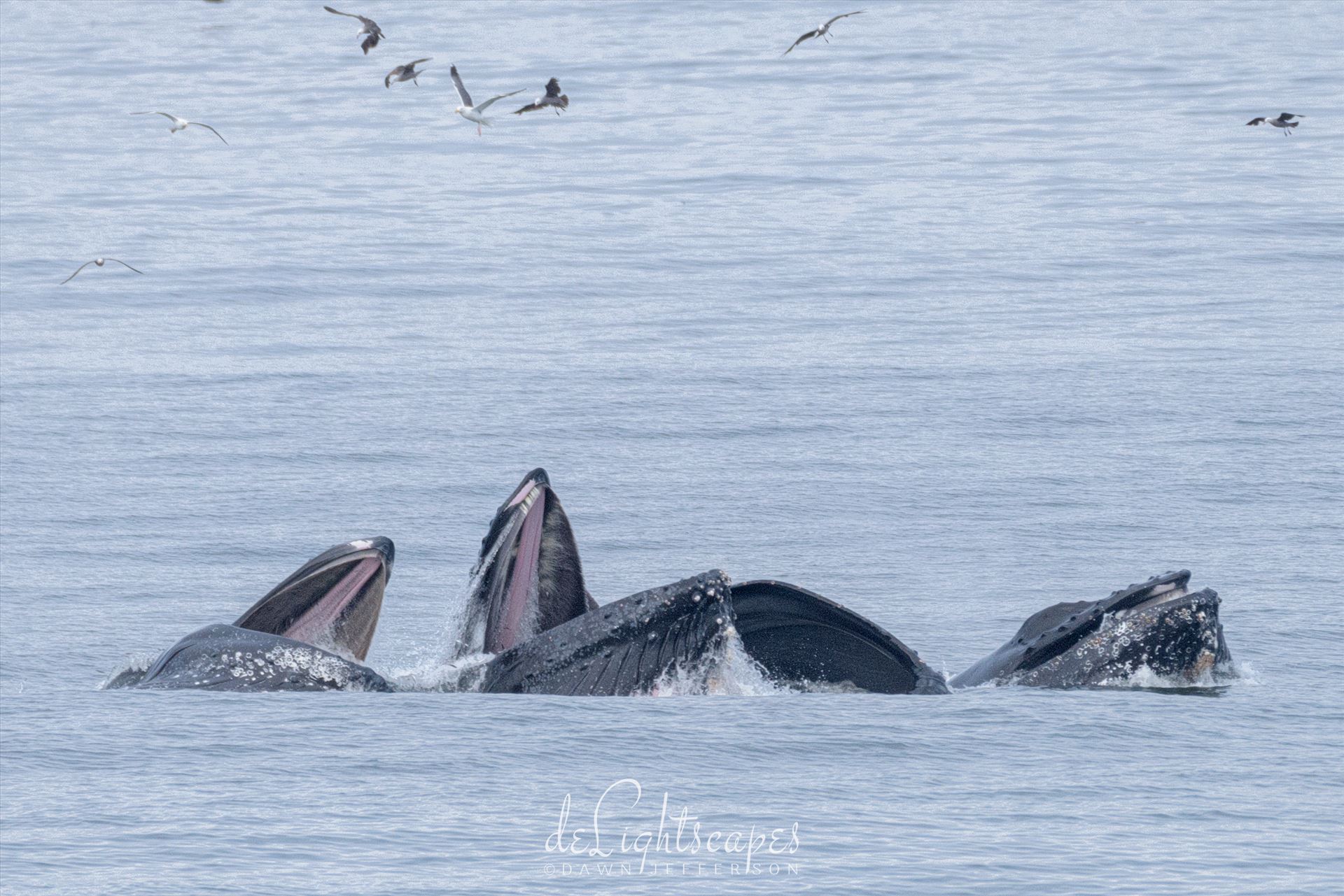 Humpback Whales Lunge Feeding 3 -  by Dawn Jefferson