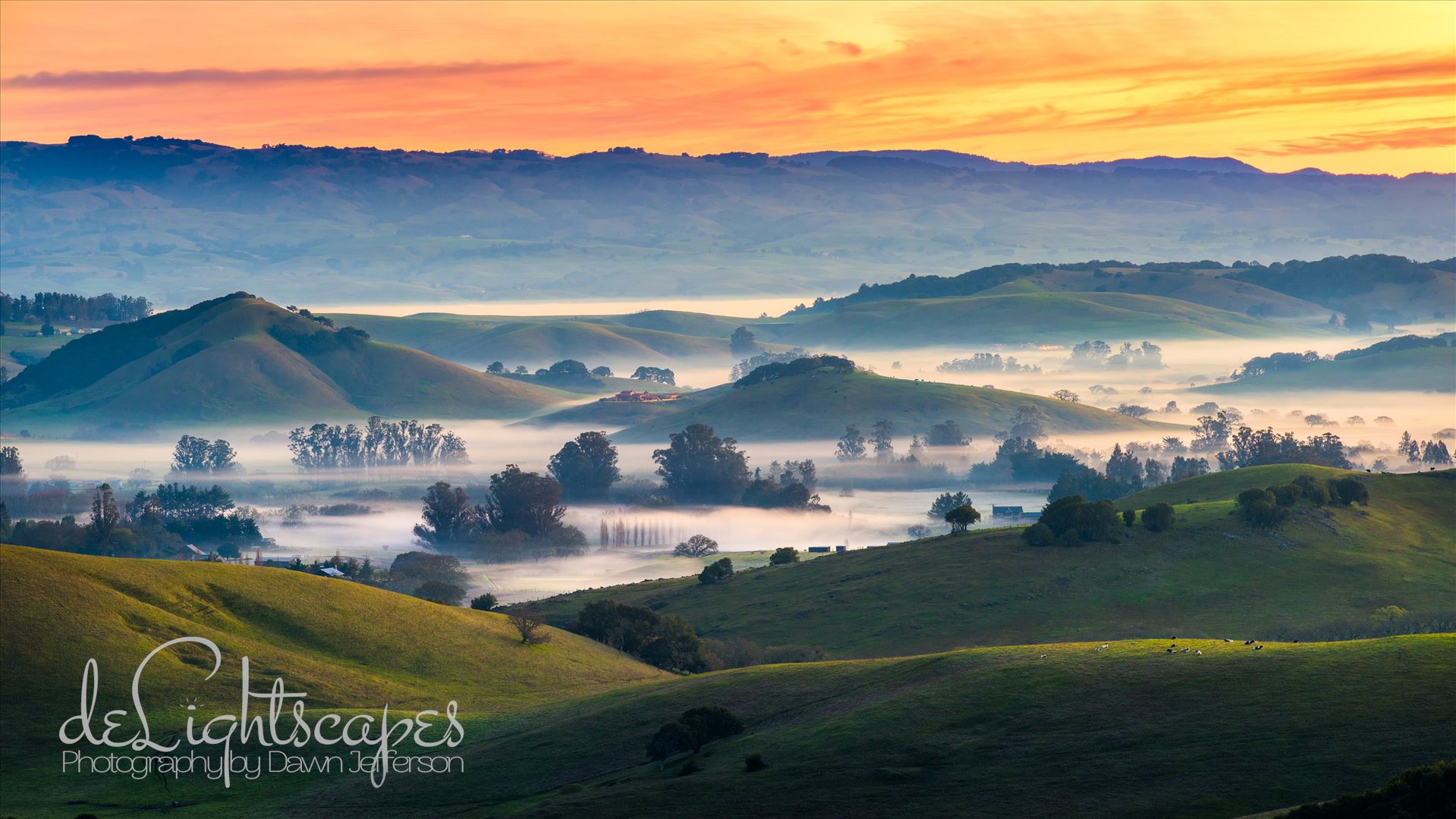 Morning Glory -  by Dawn Jefferson