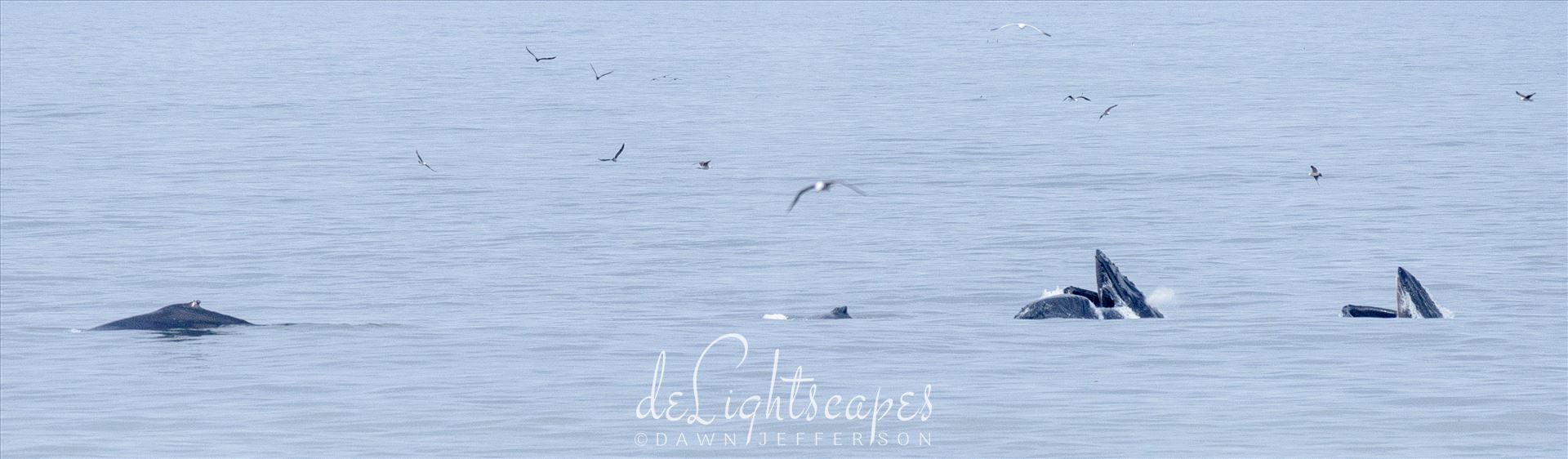 Commute Traffic on the Pacific Seaway -  by Dawn Jefferson