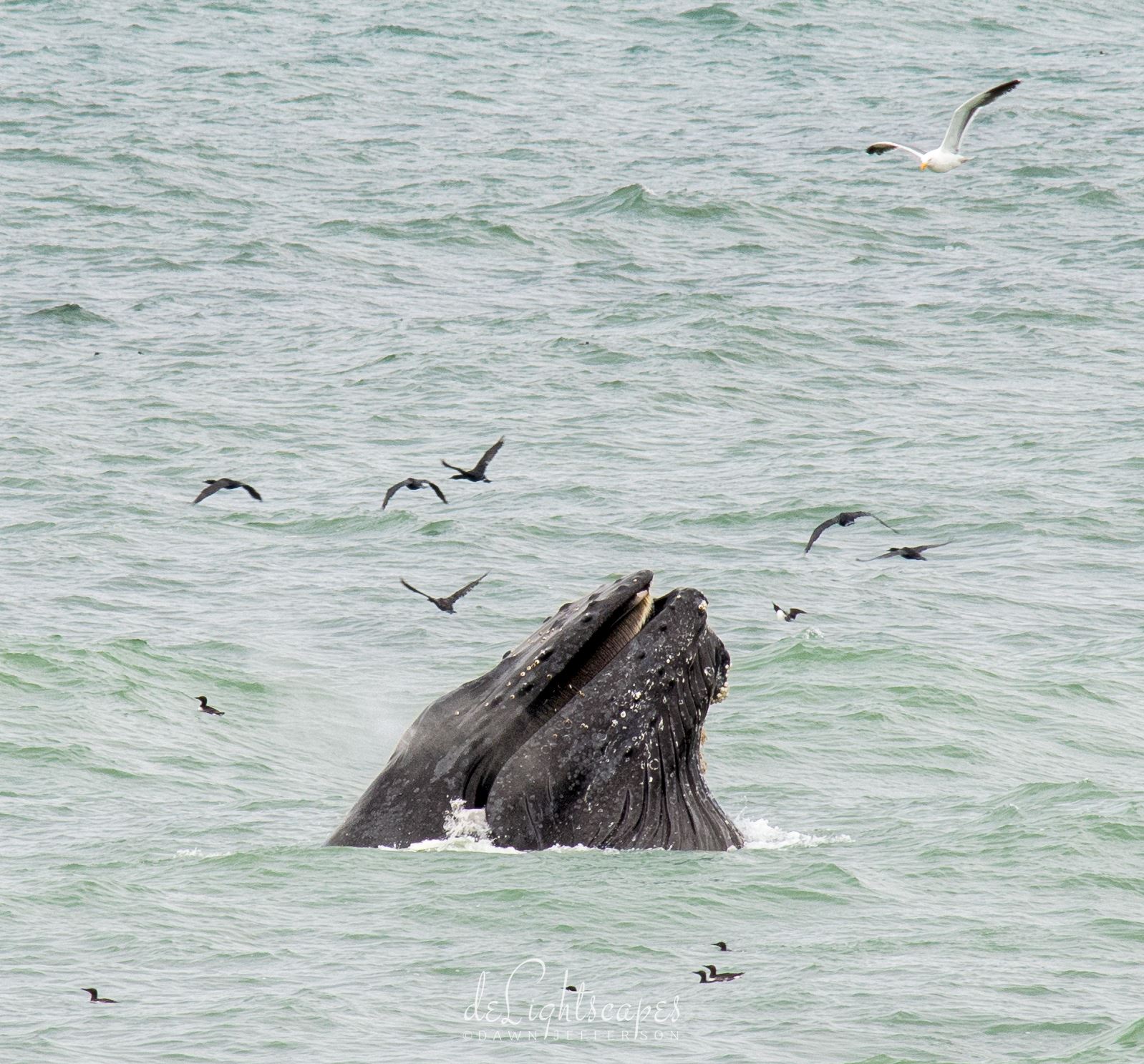 Humpback Whales Lunge Feeding 7 -  by Dawn Jefferson