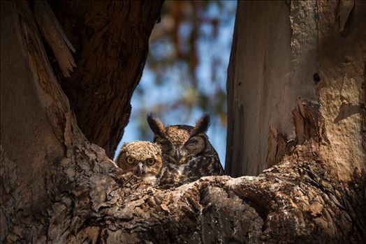 Great Horned Owlet and Napping Mother - 