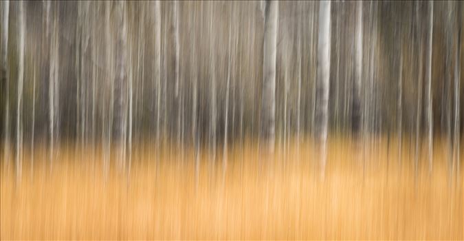 Bare Aspen - Intentional Camera Movement (ICM) - purposeful movement of the camera while the shutter is open causing intentional blurring of your subject. This is one of my favorite techniques for making dreamy abstracts.