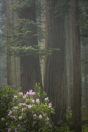 Redwoods and Rhododendrons - Rhododendrons amongst the redwoods wrapped in a layer of fog.