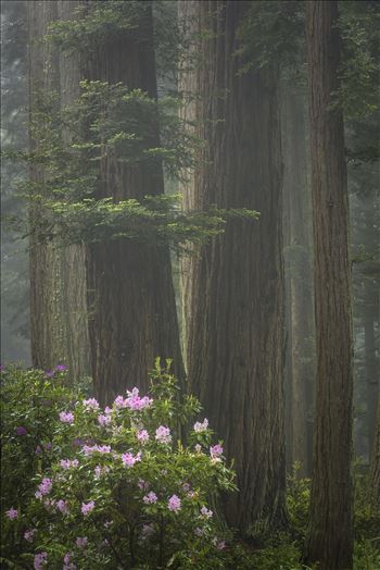 Preview of Redwoods and Rhododendrons