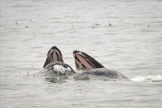 Mother and Baby Humpback Whales Feeding - 