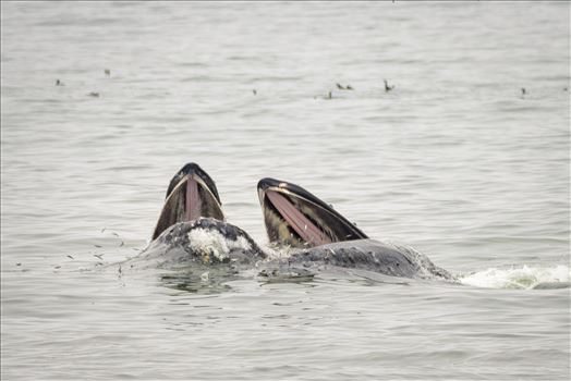 Preview of Mother and Baby Humpback Whales Feeding