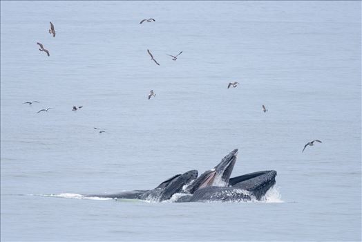 Humpback Whales Lunge Feeding 2 - 
