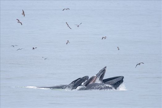 Preview of Humpback Whales Lunge Feeding 2