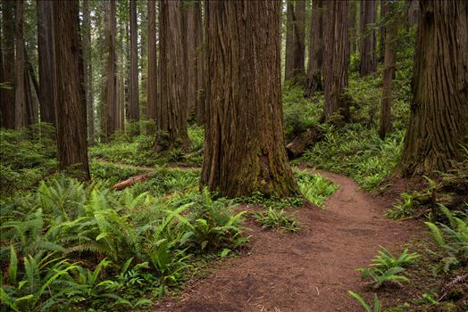 Curved Path Through the Redwoods - 