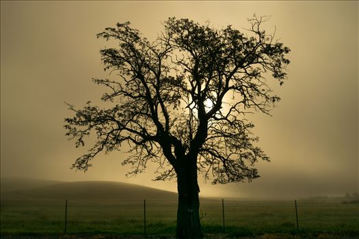 Oak Tree in Silhouette - 