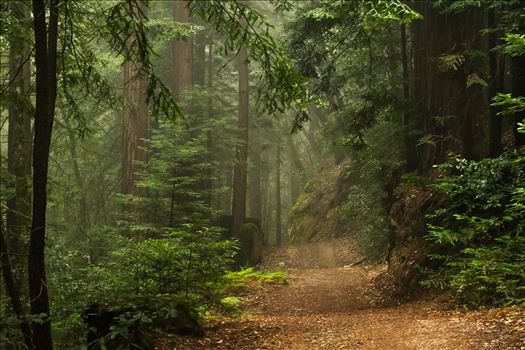 Path Through the Trees - 