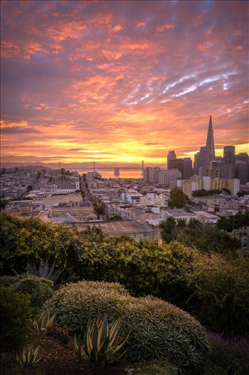 Sunrise at the Park - Beautiful sunrise over looking San Francisco.