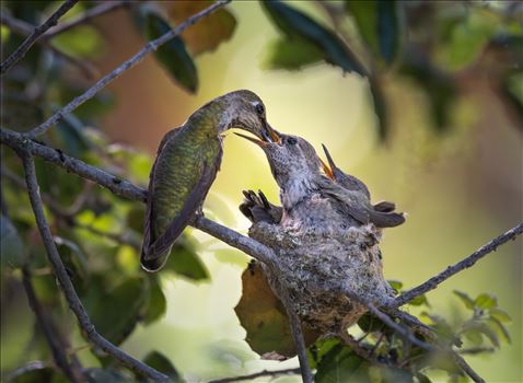 The Feeding - 