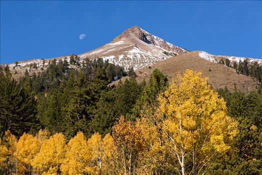 Fall Moon - Eastern Sierra fall foliage and the moon.