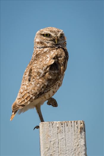 Burrowing Owl in Repose - 
