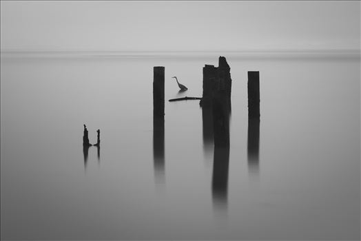 Thirty Seconds of Stillness - This is a thirty second exposure in the which the hunting heron stood completely still focused on his fishing.