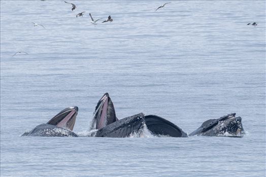 Humpback Whales Lunge Feeding 3 - 