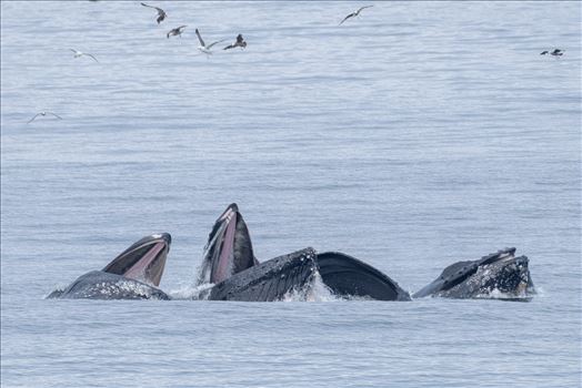 Preview of Humpback Whales Lunge Feeding 3